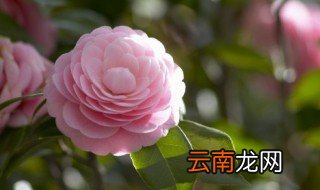 家里养花怎么养才会开花，家里养花都用什么方法能开花啊
