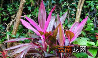 朱焦怎么水养 朱蕉怎么水养培根