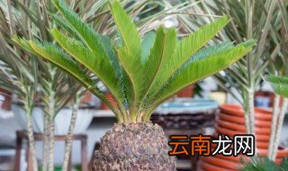 家里养铁树怎么浇水 铁树怎么栽培需要多浇水吗