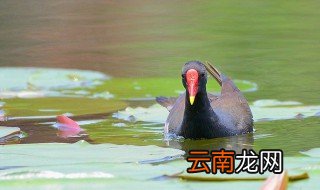 红嘴水鸡怎么养 红冠水鸡怎么养