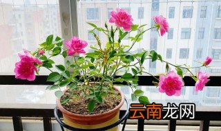 家里养花坏死怎么回事，家里的花死了是不是不好