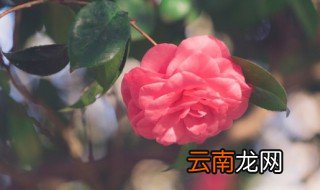 屋子里没有阳光怎么养花 家里阳光照不到怎么养花