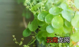 家里客厅茶几上放怎么养花最好