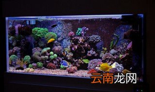 鱼缸的水怎么养水 鱼缸的水怎么养