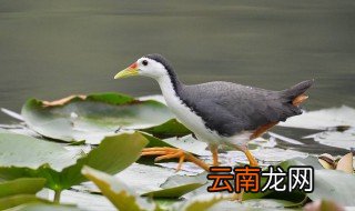 白面水鸡怎么养殖 白面水鸡仔怎么养