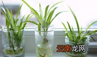 水养植物长虫要怎么处理 水养植物有虫怎么处理