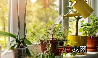 自己家里养花怎么去除异味,家里有味道什么花能去除