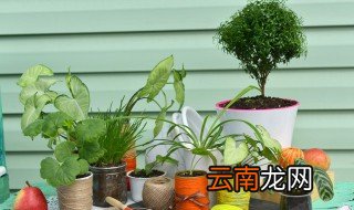 一楼家里光线暗怎么养花 家里光线暗适合养什么花