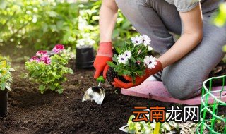 家里养花冬天怎么办 冬天家里养花保温怎么办