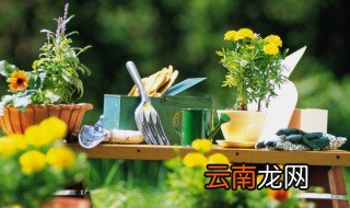 家里养盆景虫子怎么办呢，家里养的盆栽有小虫子怎么办