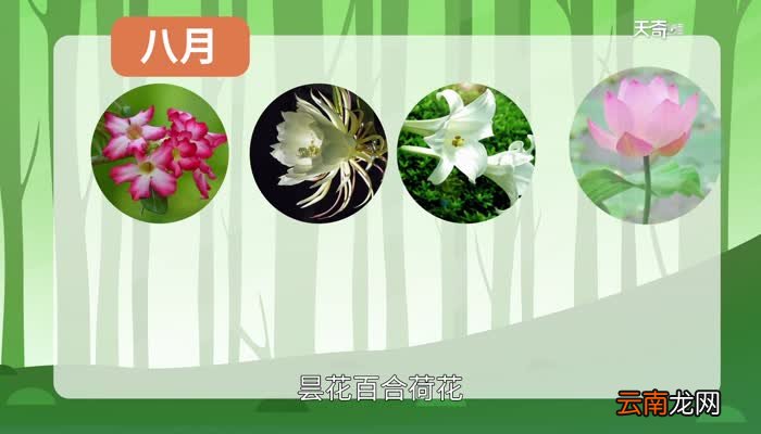 八月开什么花 八月盛开的花有哪些