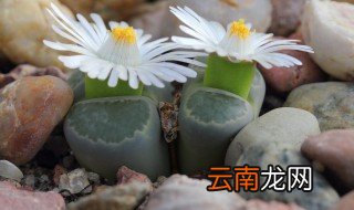 在家里养花有小飞虫怎么办 家里养花有飞虫怎么办