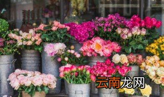 家里养的花容易烂根有什么办法 家里养花不知道烂了怎么办