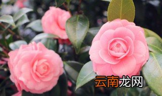家里只有自来水怎么养花 自来水如何养花
