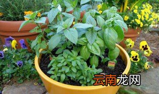 家里养花有蚊子怎么办 家里养的花有蚊子怎么办