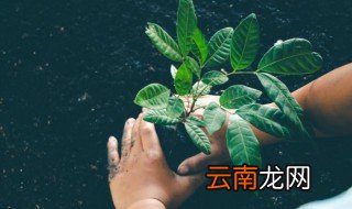 家里养花的土比较潮湿怎么办 花盆土怎样能保持潮湿