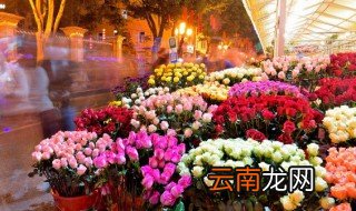 花没有根了怎么养活 养花家里没有生根液怎么办