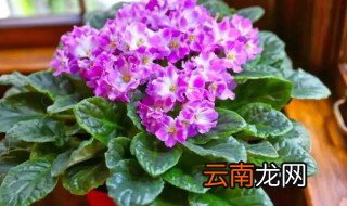 家里温度低养花怎么养 冬天温度低怎么养花