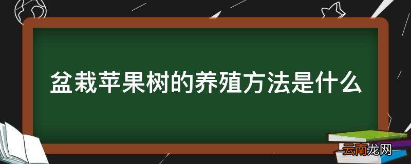 盆栽苹果树的养殖方法是什么