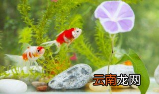 养金鱼最怕什么 家里养的金鱼怕人怎么办