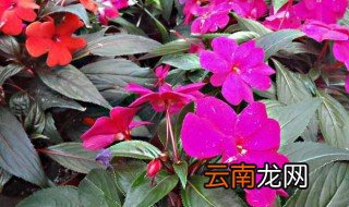 凤仙花的养殖方法和注意事项 如何养殖凤仙花