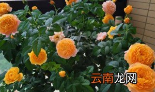 阳台最旺家的花，家里阳台最旺财的十种花