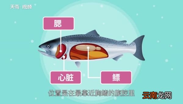 鱼有没有心脏 鱼的心脏长什么样子