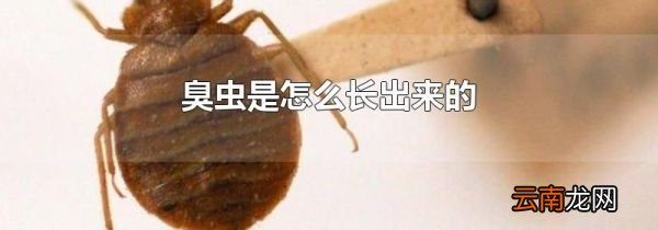 臭虫是怎么长出来的