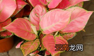 吉利红适合放在哪里养 吉利红放在卧室养可以吗
