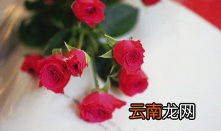 玫瑰可以放在卧室吗，香槟玫瑰可以放在卧室吗