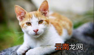 前爪的读音 前爪怎么读