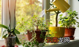 玻璃翠有毒吗在卧室里养好吗 玻璃翠可以放在卧室吗