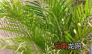 卧室能放散尾葵吗 散尾葵可以放在卧室里吗