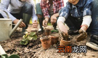百合种球开花后怎么处理 百合花种球夏天怎么养