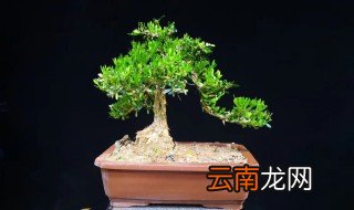 小叶黄杨能不能放在客厅里 小叶黄杨可以放在卧室吗