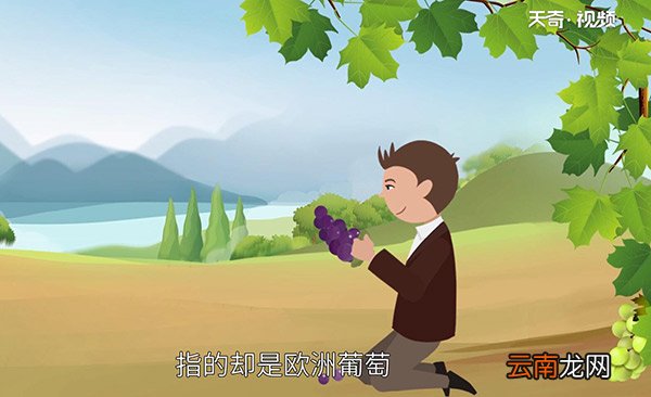 中国种葡萄始于什么时候