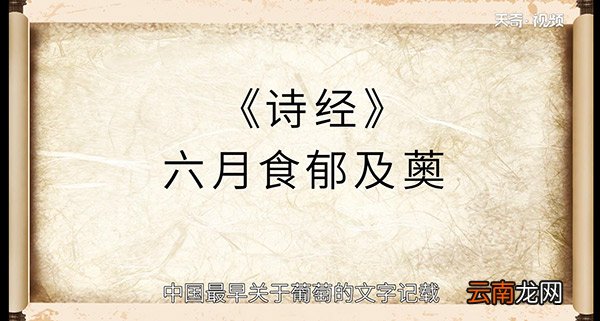 中国种葡萄始于什么时候