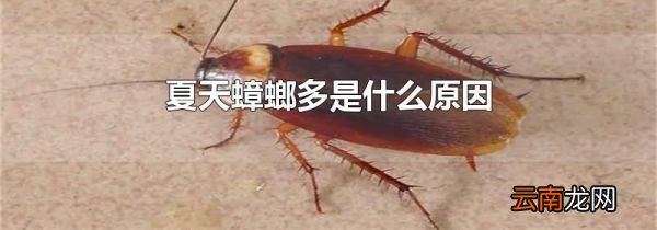 夏天蟑螂多是什么原因