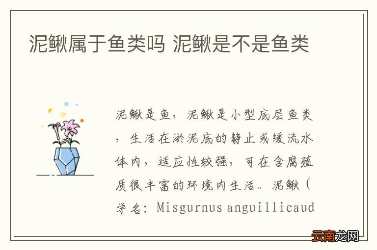 泥鳅属于鱼类吗 泥鳅是不是鱼类