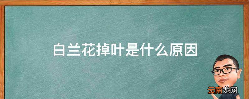白兰花掉叶是什么原因