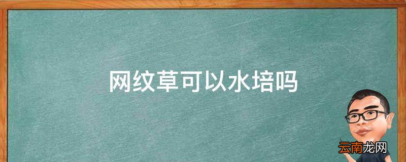 网纹草可以水培吗