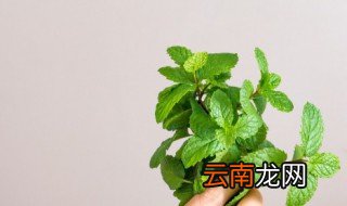 薄荷的家常做法 家常凉拌薄荷的步骤