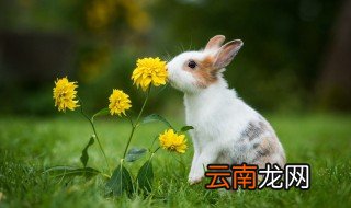 夏天怎么降温养兔 养兔夏天怎样降温