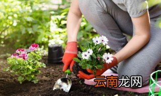 喜阳好养的植物有哪些，家养喜阳的盆栽植物有哪些