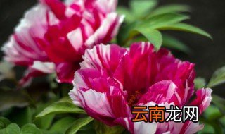 室内养什么花好养又旺家 养花三种最旺家的花