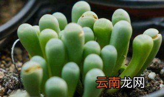 五十铃玉夏天休眠吗 五十铃玉夏天怎么养