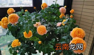 春夏月季开花后怎么养 盆栽月季春天怎么养