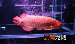 飞凤在夏天应怎么养 夏天怎么养玄凤
