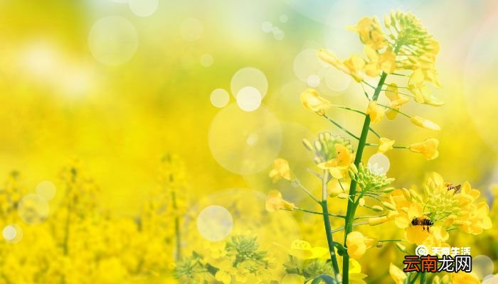 关于油菜花的唯美短句 赏油菜花的心情短句
