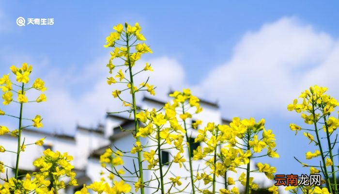 关于油菜花的唯美短句 赏油菜花的心情短句